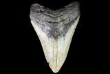 Fossil Megalodon Tooth - North Carolina #79895-2